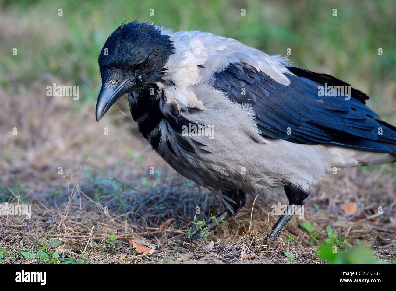 Aas kräht auf der Suche nach Nahrung Stockfoto