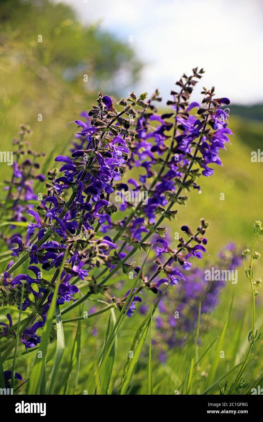 Wiesensalbei salvia pratensis auf einer Wiese bei Bickensohl im kaiserlichen Stuhl Stockfoto