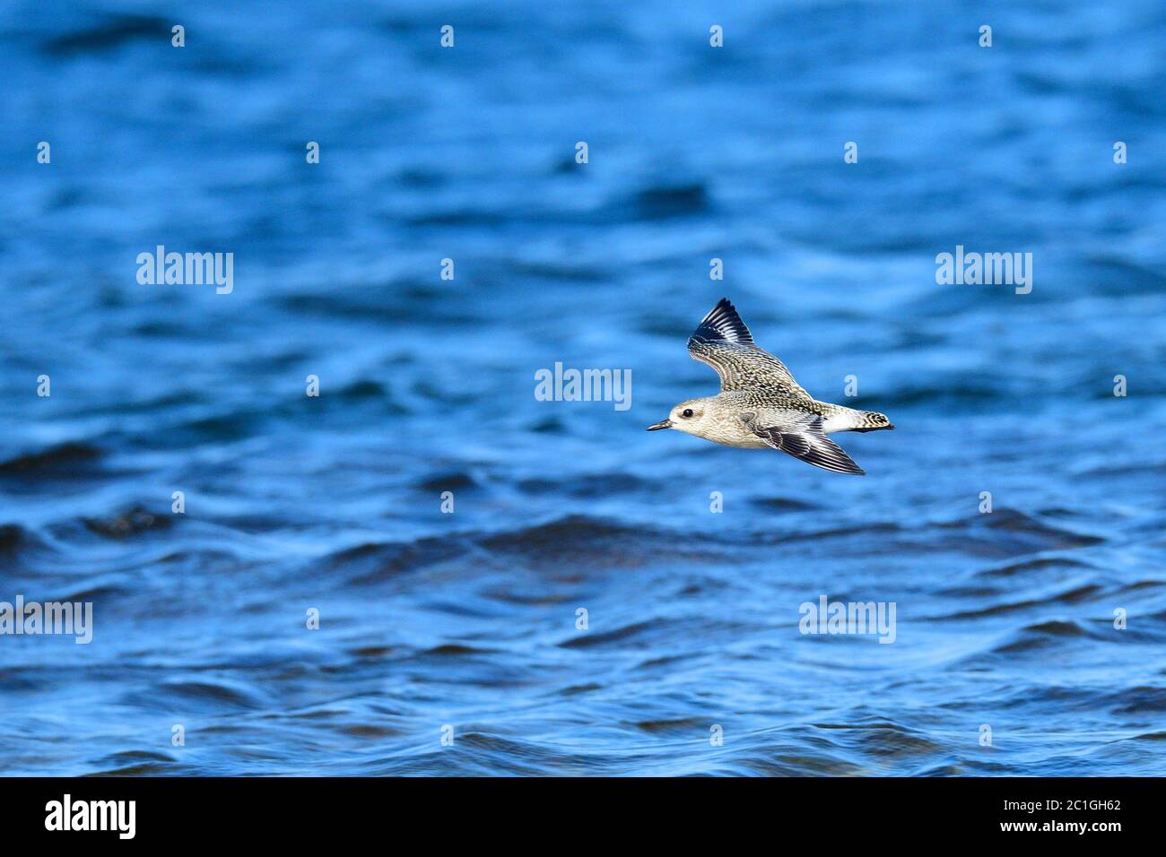 Graupflügel (Pluvialis squatarola) in schweden im Herbst. Stockfoto