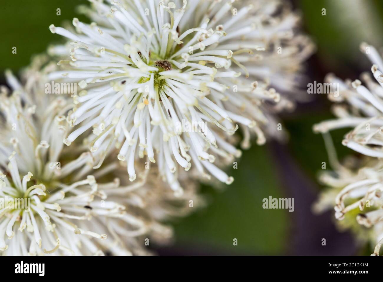 Blühende Asche, blühender Ornus, frêne à Fleurs - Makro Stockfoto