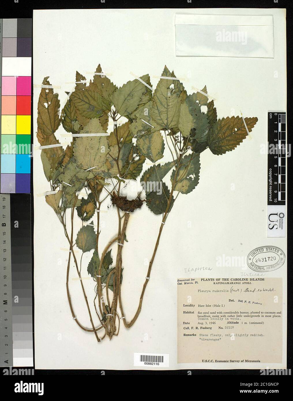 Laportea ruderalis G Forst W L Chew Laportea ruderalis G Forst W L Chew. Stockfoto