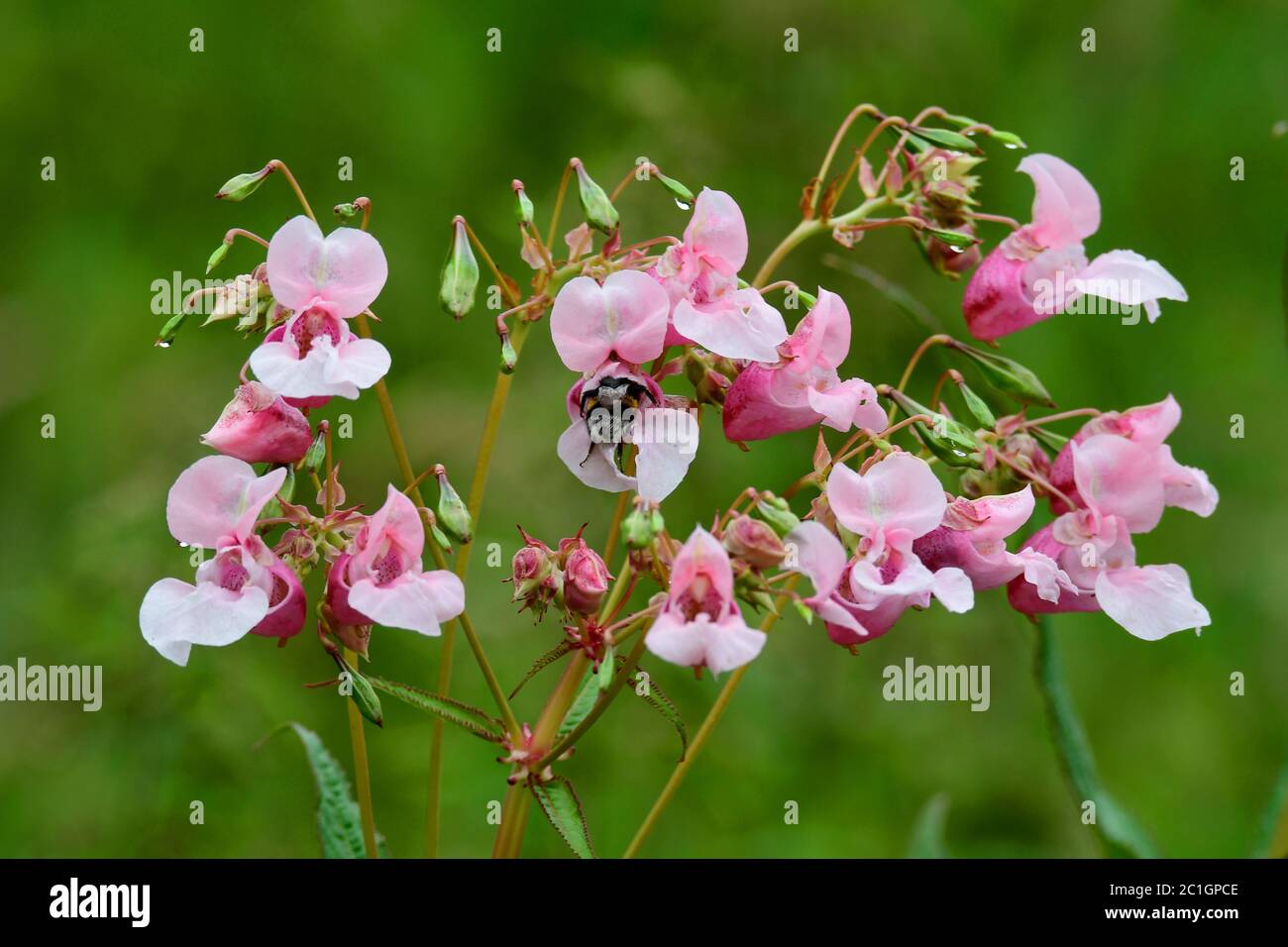 Impatiens glandurifera im Herbst auf einer Wiese Stockfoto