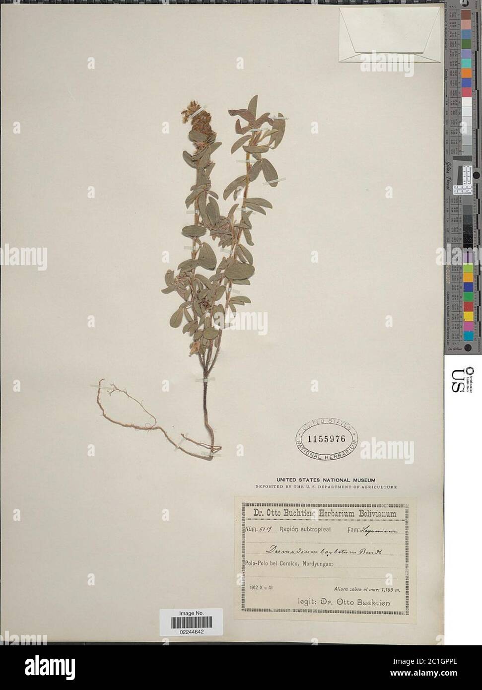 Desmodium barbatum L Benth Desmodium barbatum L Benth. Stockfoto