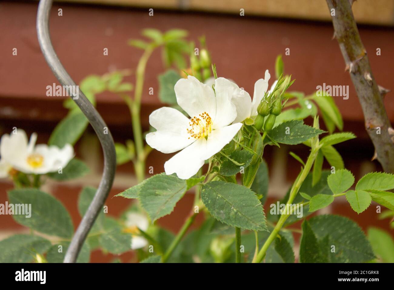 Nahaufnahme der Rosen, Rosa multiflora, auch als mehrblütige Rose, Rispe Rose oder auch Polyantha Rose, ist eine Art der Rose (Rosa) Gattung innerhalb Stockfoto