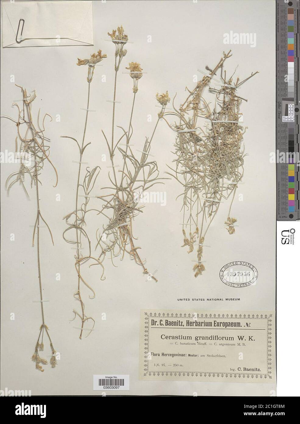 Cerastium grandiflorum Waldst Kit Cerastium grandiflorum Waldst Kit