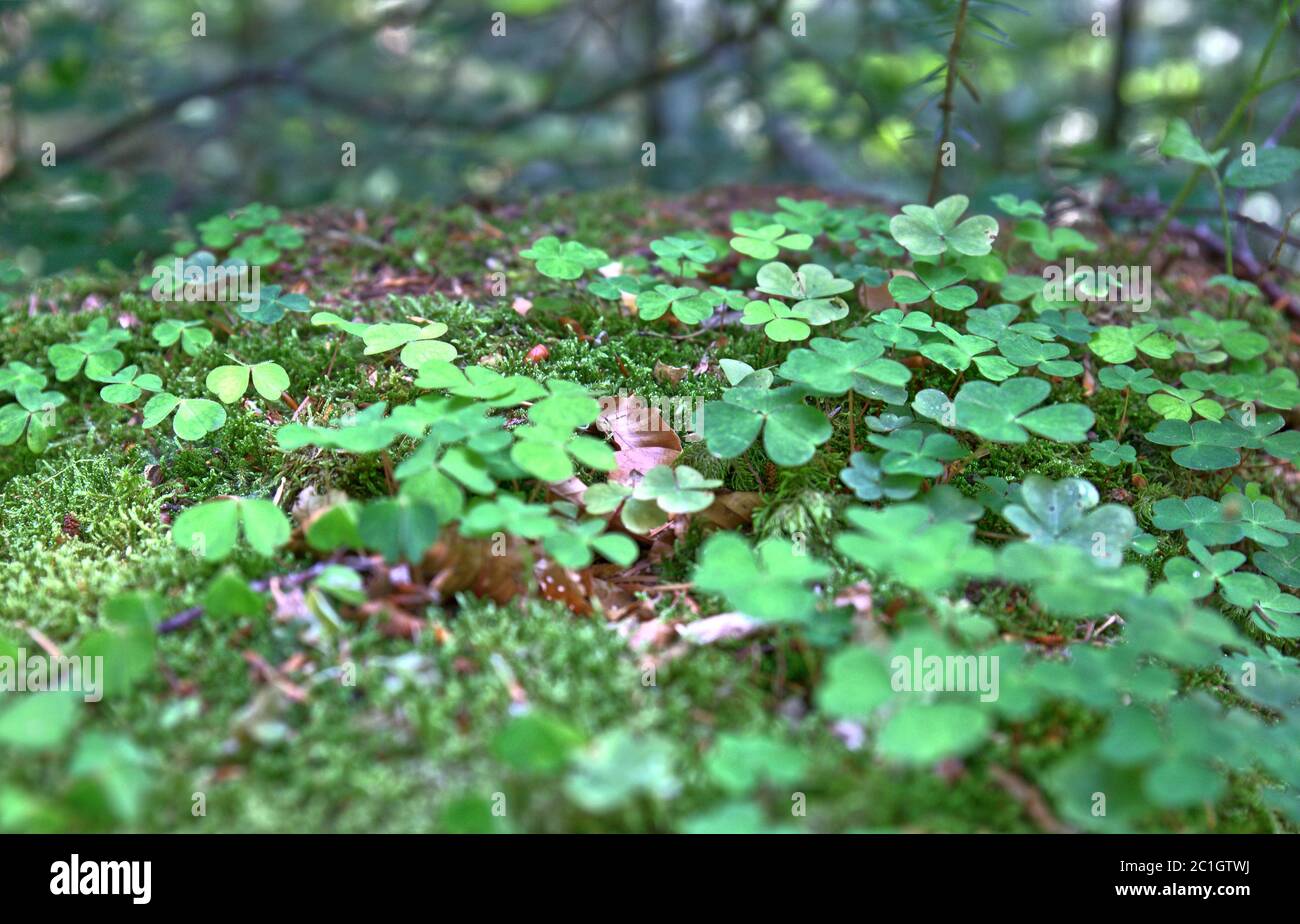 Wanderwege in Schwaben Stockfoto