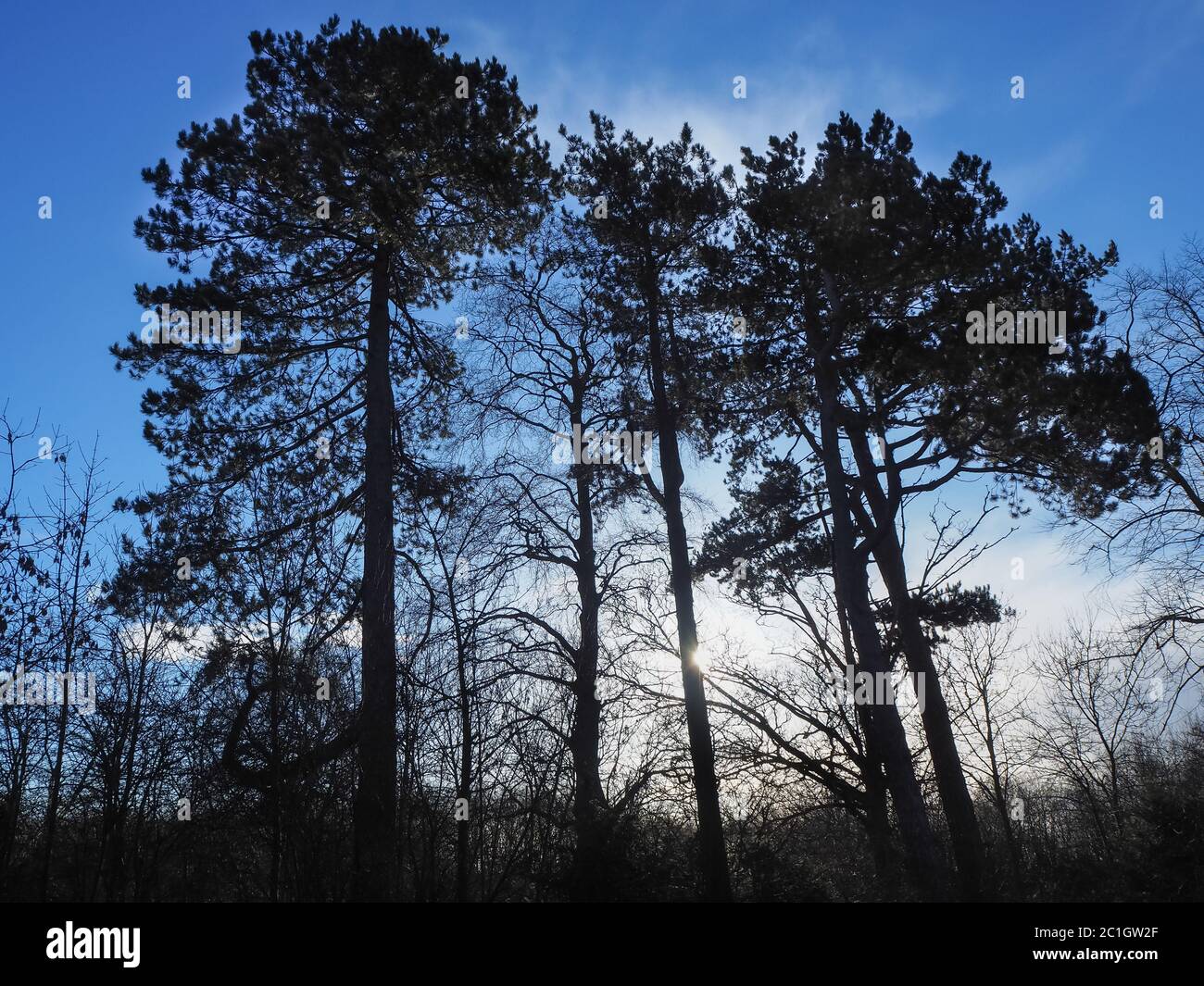 Eine Gruppe von Kiefern, die von niedrigem Wintersonnenlicht mit einem dramatischen blauen Himmel beleuchtet werden Stockfoto