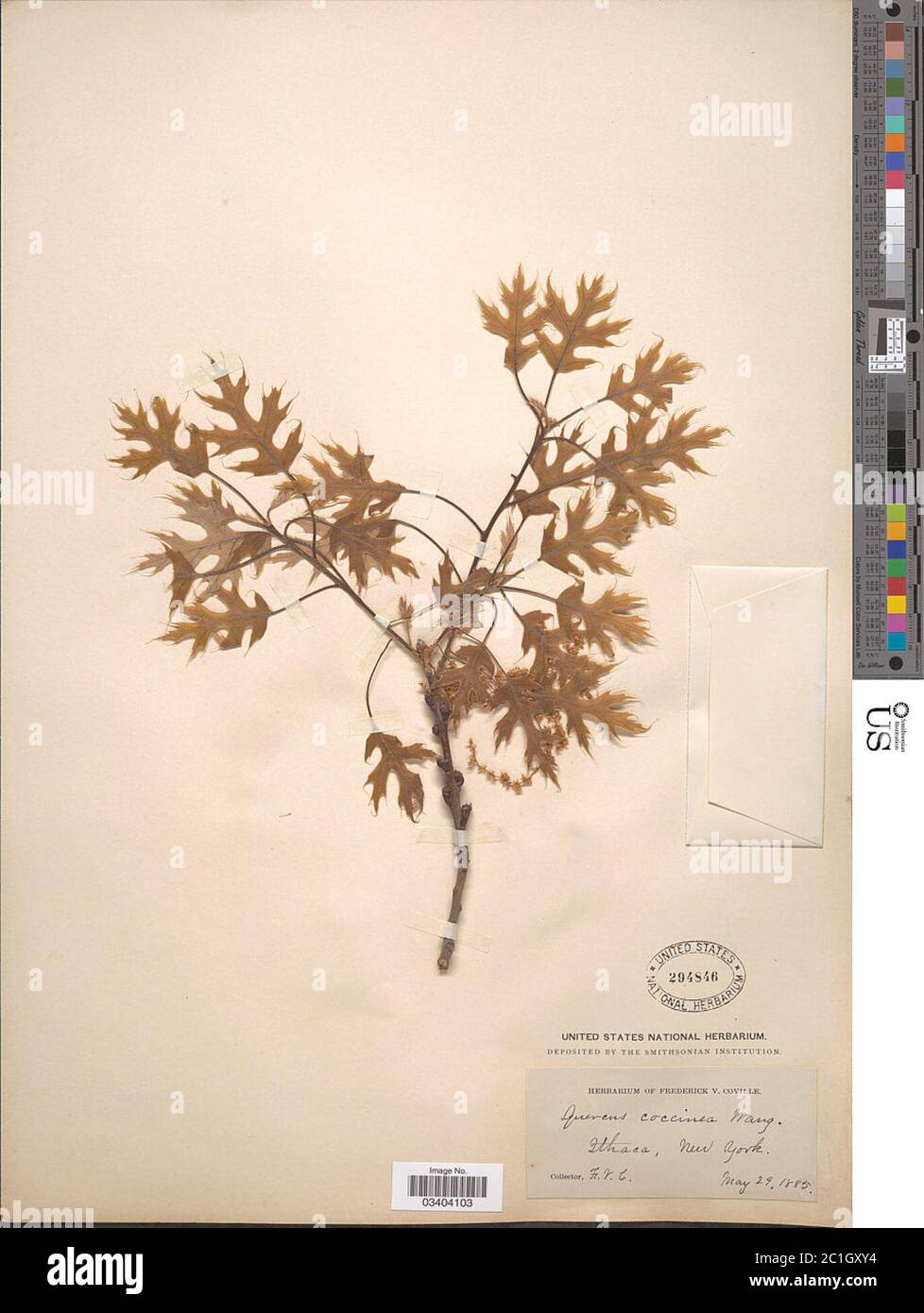 Quercus coccinea Mnchh Quercus coccinea Mnchh. Stockfoto