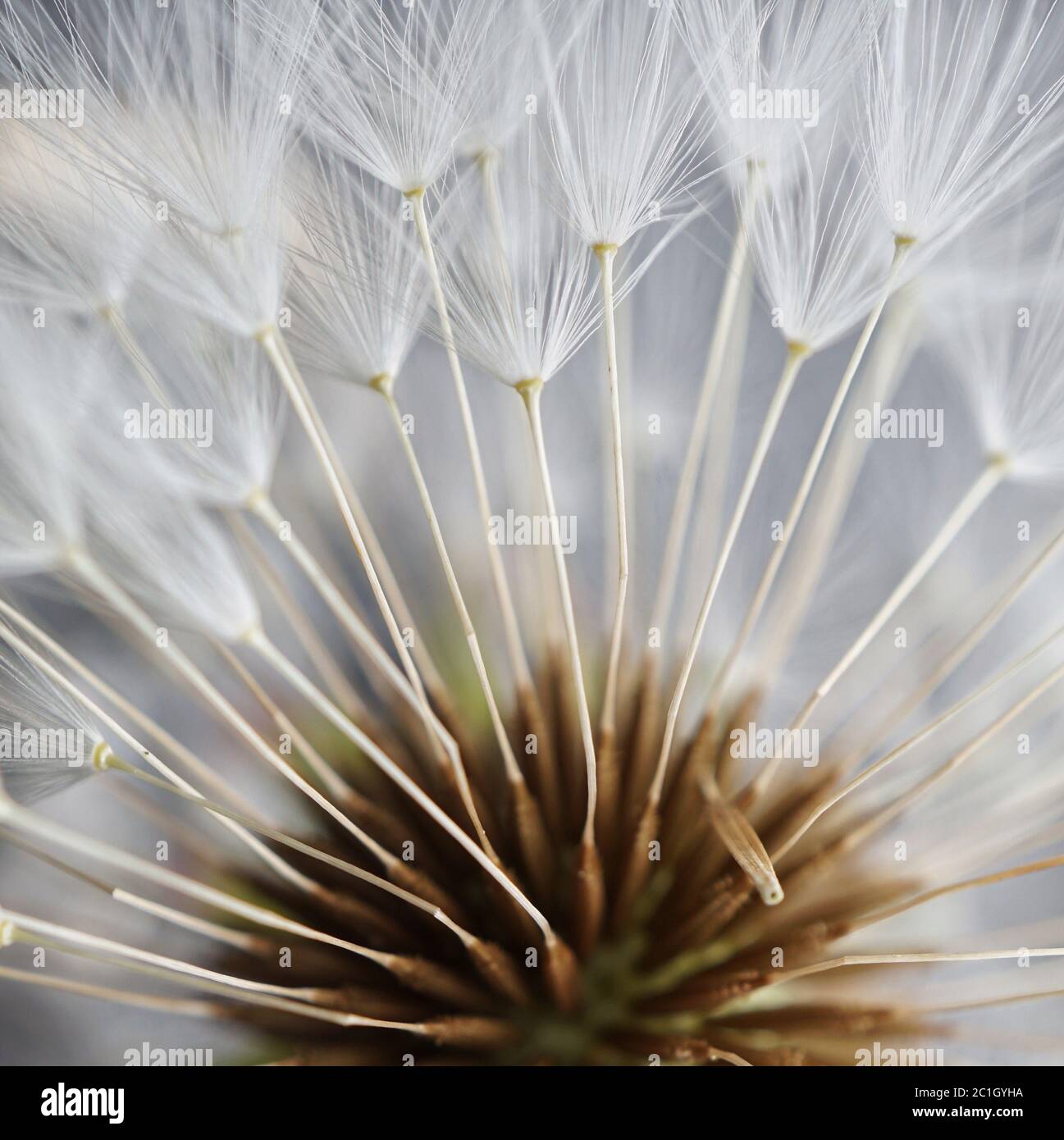 Die Pflanze der Dandelion-Blume im Garten in der Natur Stockfoto