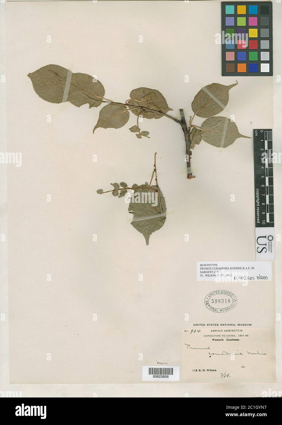 Prunus conadenia Koehne in Sarg Prunus conadenia Koehne in Sarg. Stockfoto
