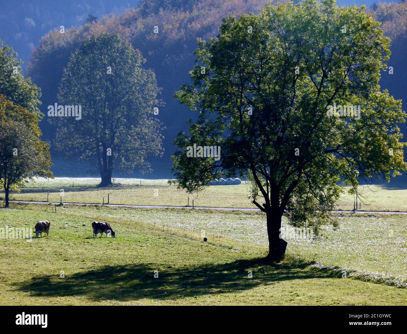 Felder und Weiden mit großen Bäumen und grasenden Kühen Stockfoto