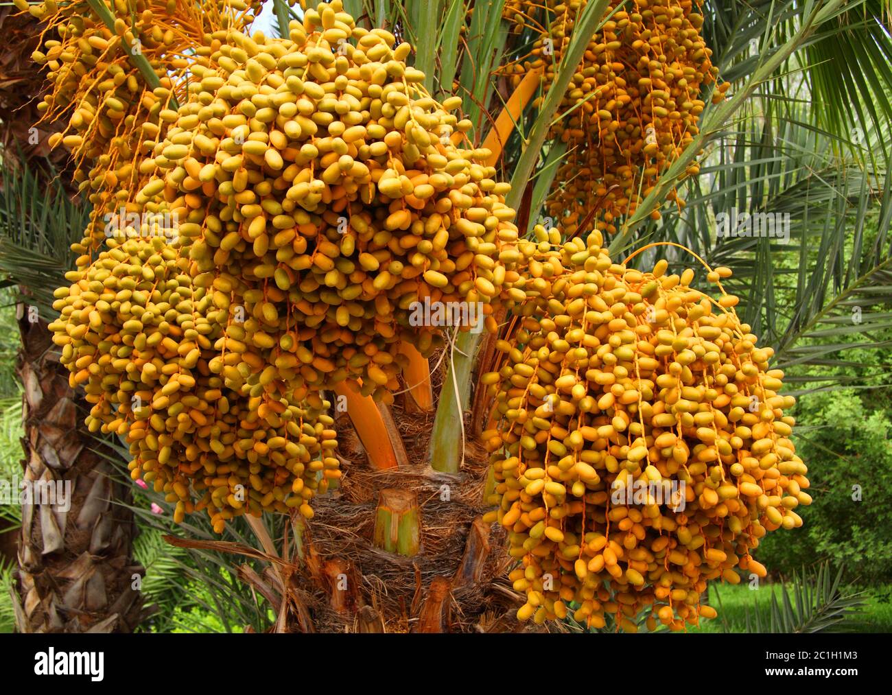 Marokko, Marrakesch. Datteln, die auf der Palme im marokkanischen Sonnenschein reifen - Detail. Stockfoto