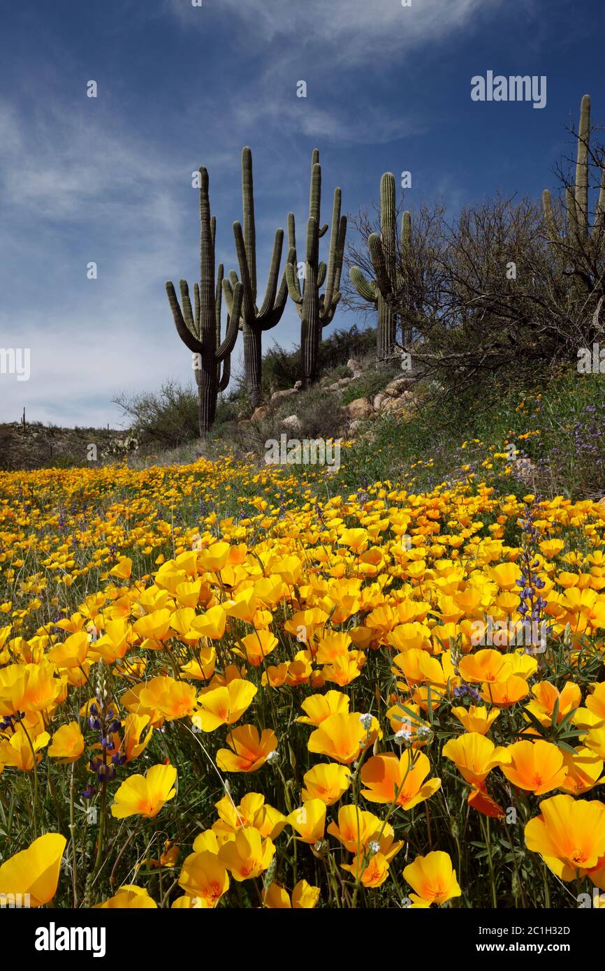 Catalina State Park AZ / MÄRZ EIN Teppich aus mexikanischen Goldmohn unter einer Gruppe reifer Saguaro Kakteen, die von einem blauen Himmel mit Zirruswolken zurückfallen. Stockfoto