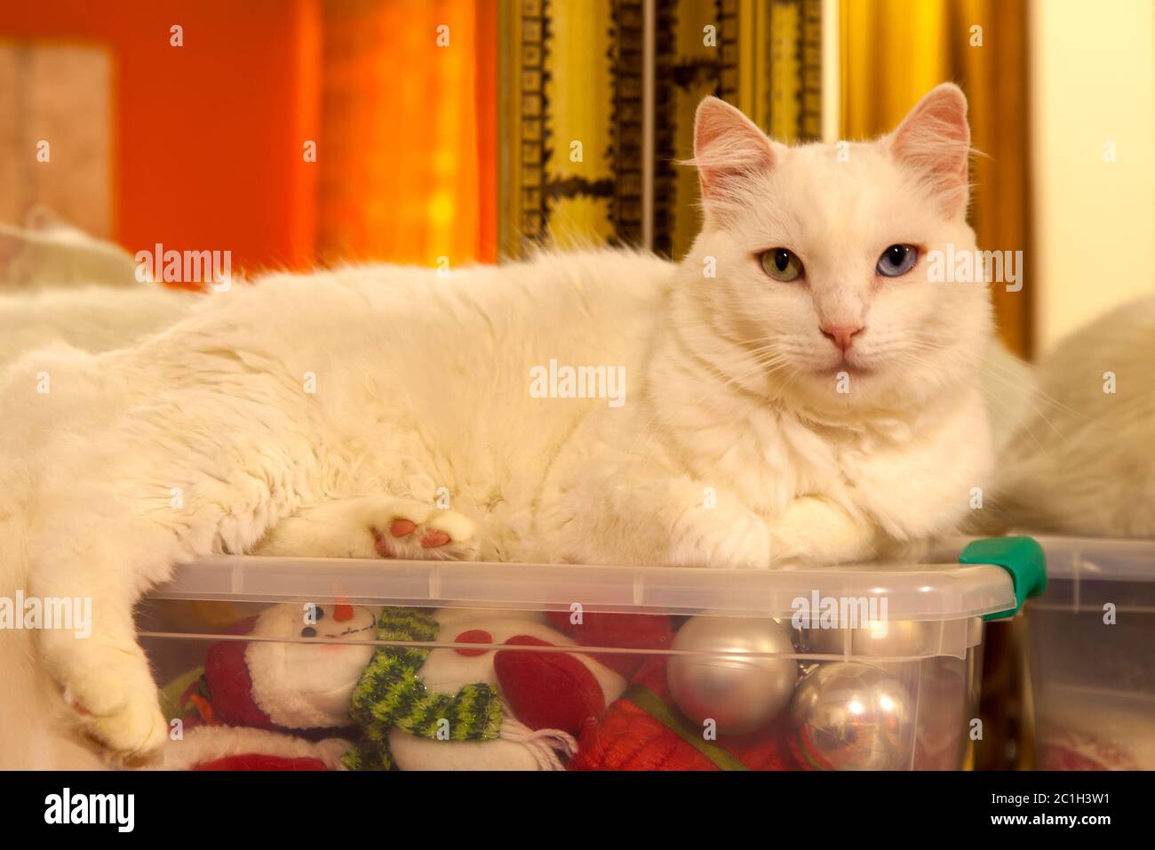 Weiße Katze über einer Plastikbox mit viel weihnachtsschmuck im Inneren Stockfoto