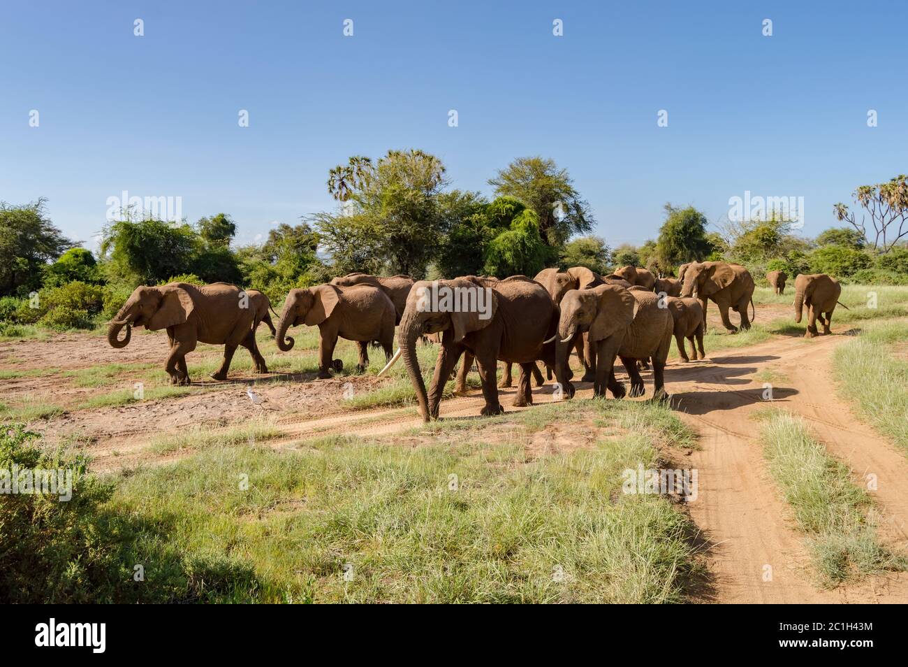 Herde Elefanten in der Savanne Stockfoto