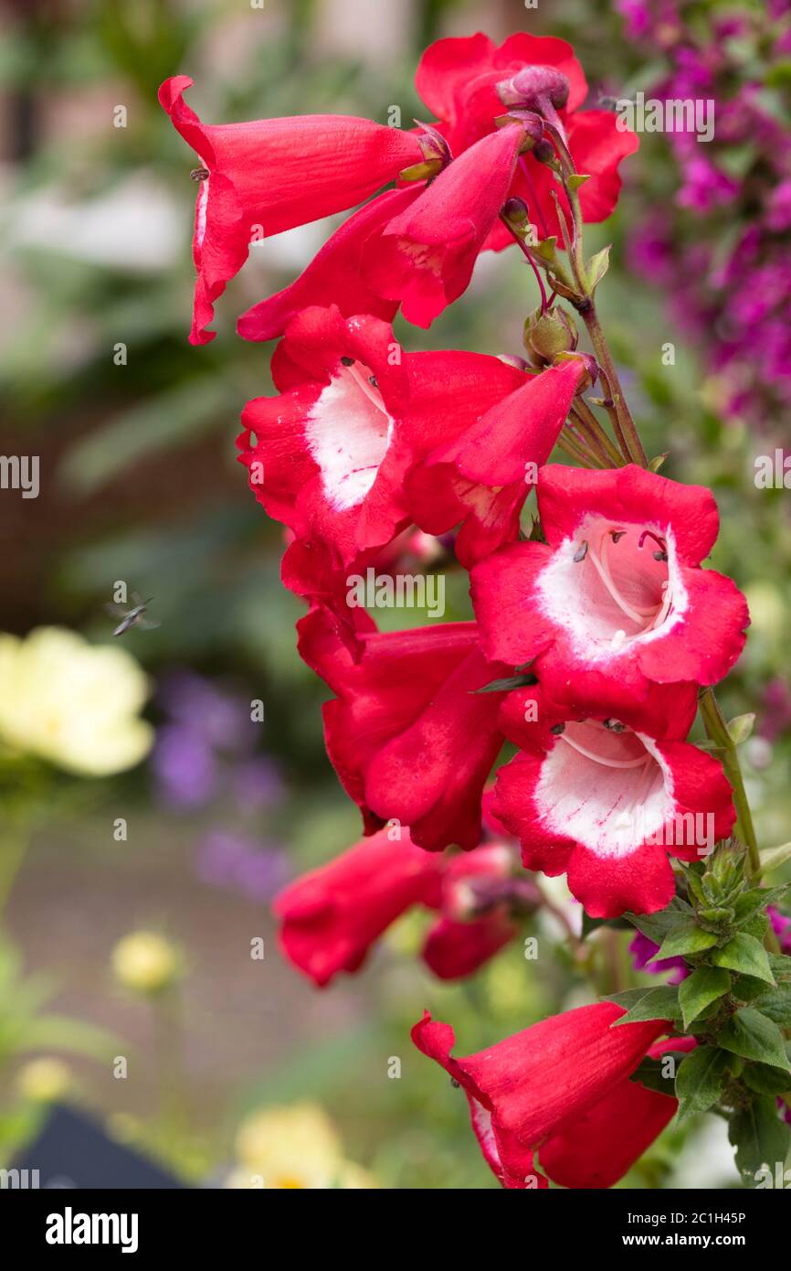 Weiße rote Röhrenblüten der AGM-Gewinnermehrjährige, Penstemon 'rubicundus' Stockfoto