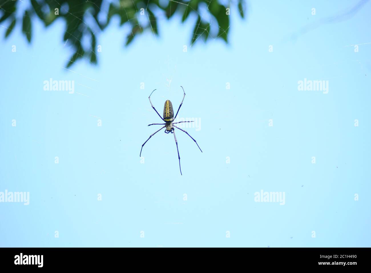 Makro Nahaufnahme Detail der Spinne Nephilinae Netz, bunt lebendig von weiß gelb orange rot grau und schwarz Farbe mit Natur Hintergrund. Spinne sitzend Stockfoto