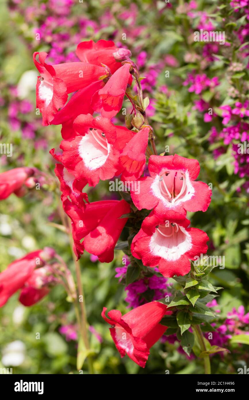 Weiße rote Röhrenblüten der AGM-Gewinnermehrjährige, Penstemon 'rubicundus' Stockfoto