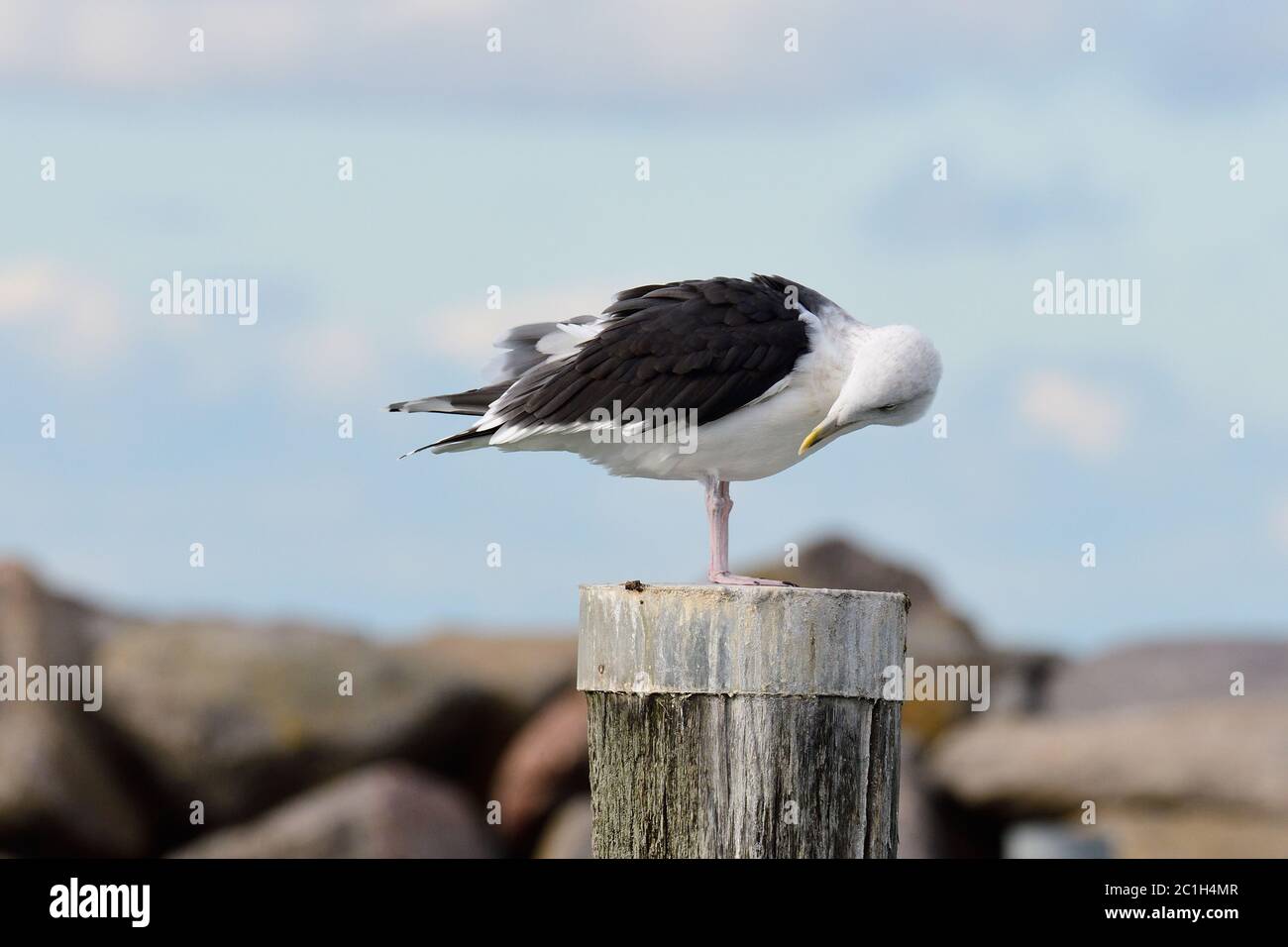 Große Schwarzrückenmöwe auf der ostsee im Herbst Stockfoto