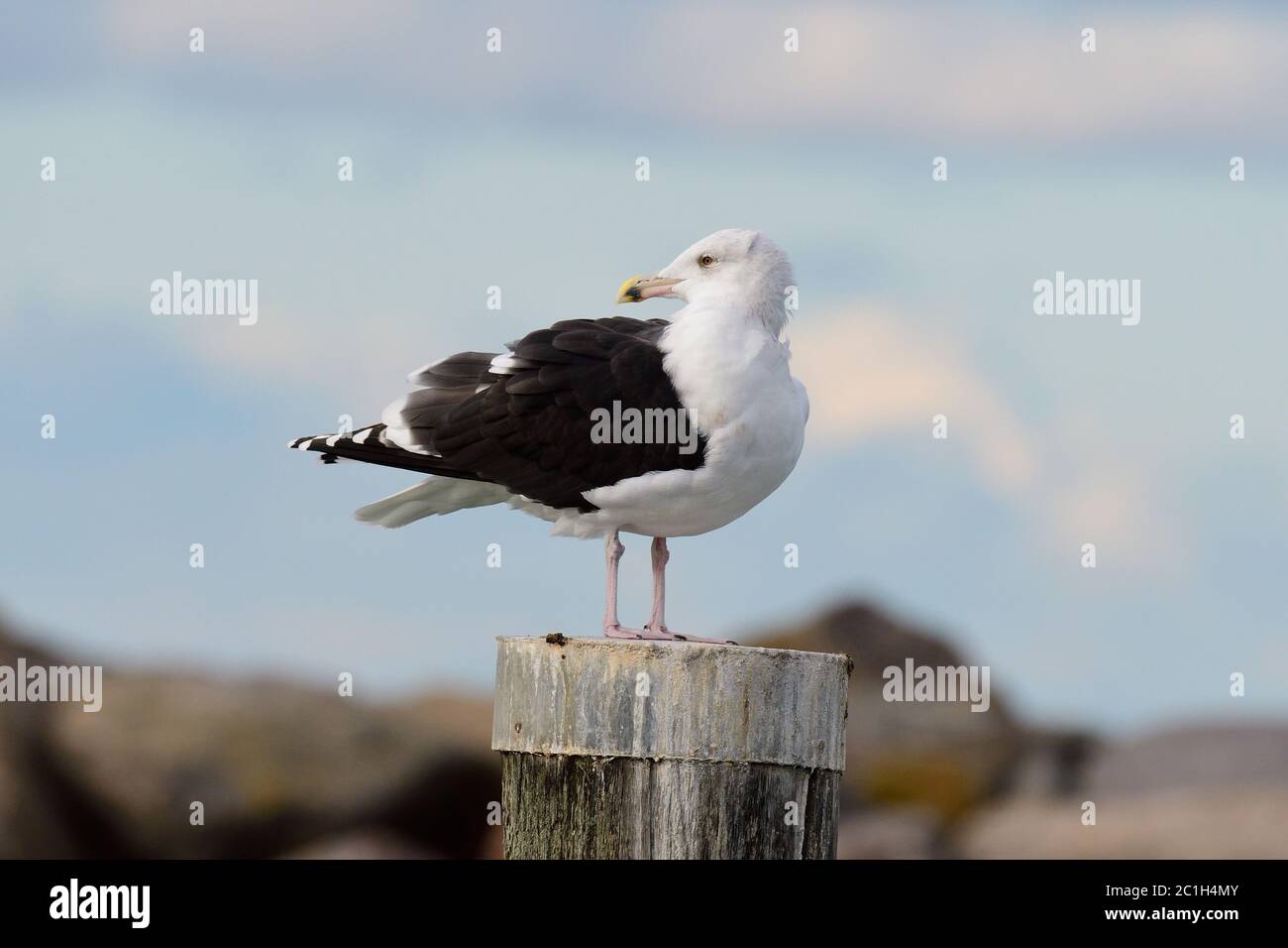 Große Schwarzrückenmöwe auf der ostsee im Herbst Stockfoto
