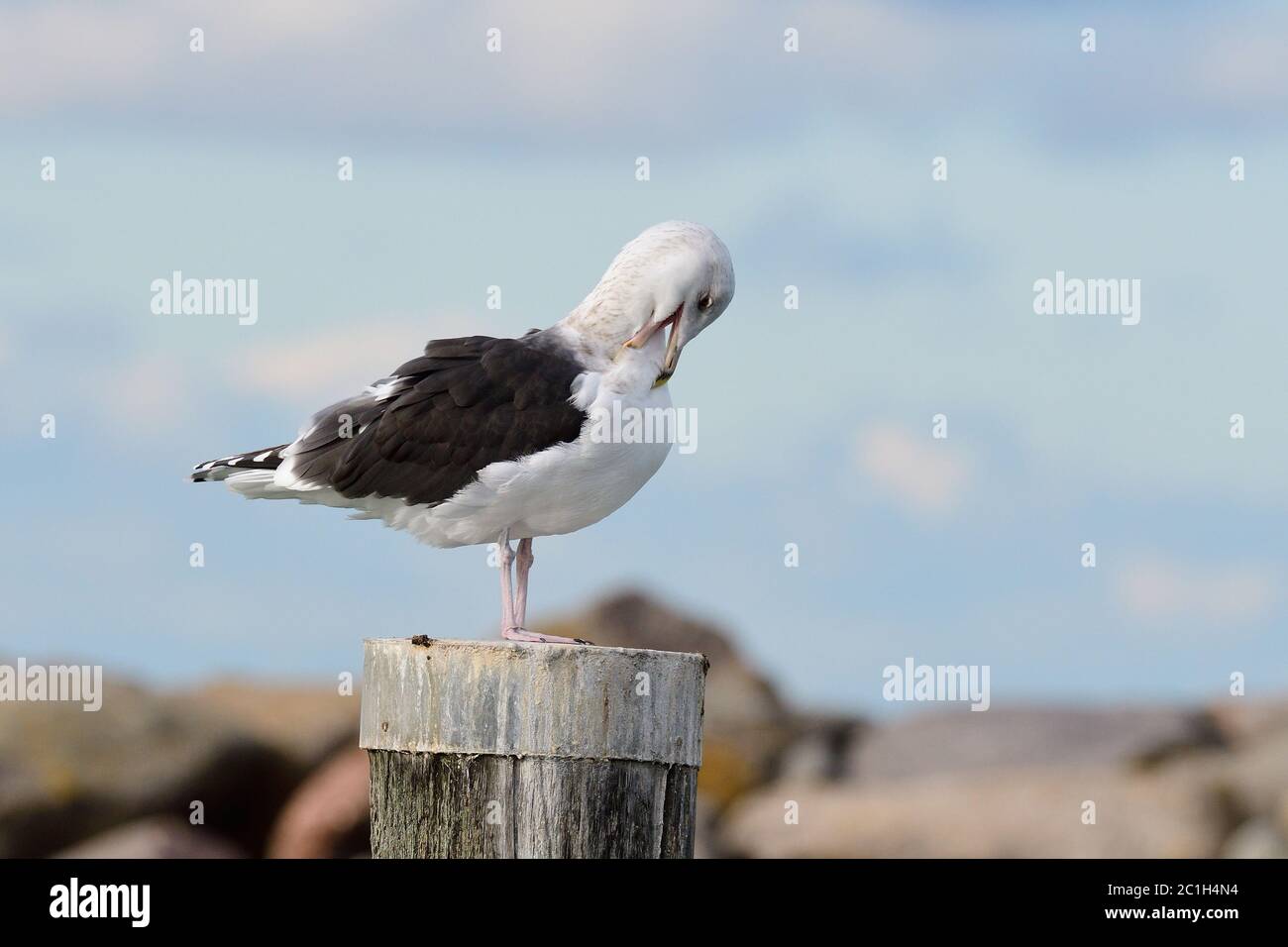 Große Schwarzrückenmöwe auf der ostsee im Herbst Stockfoto