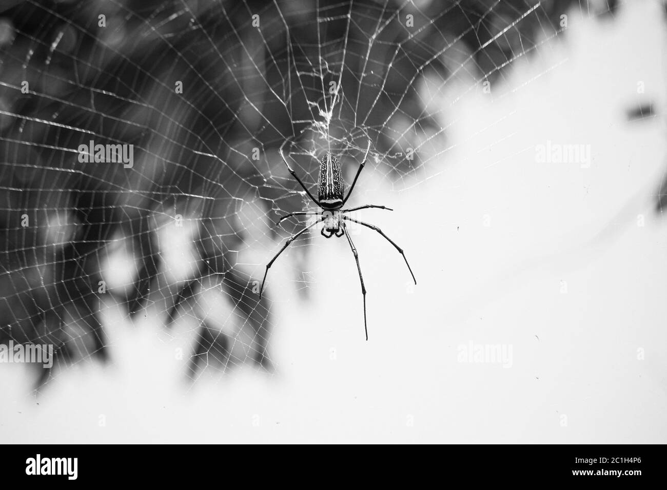 Makro Nahaufnahme Detail der Spinne Nephilinae Netz, schwarz-weiß Natur Hintergrund. Spinne im Netz Stockfoto