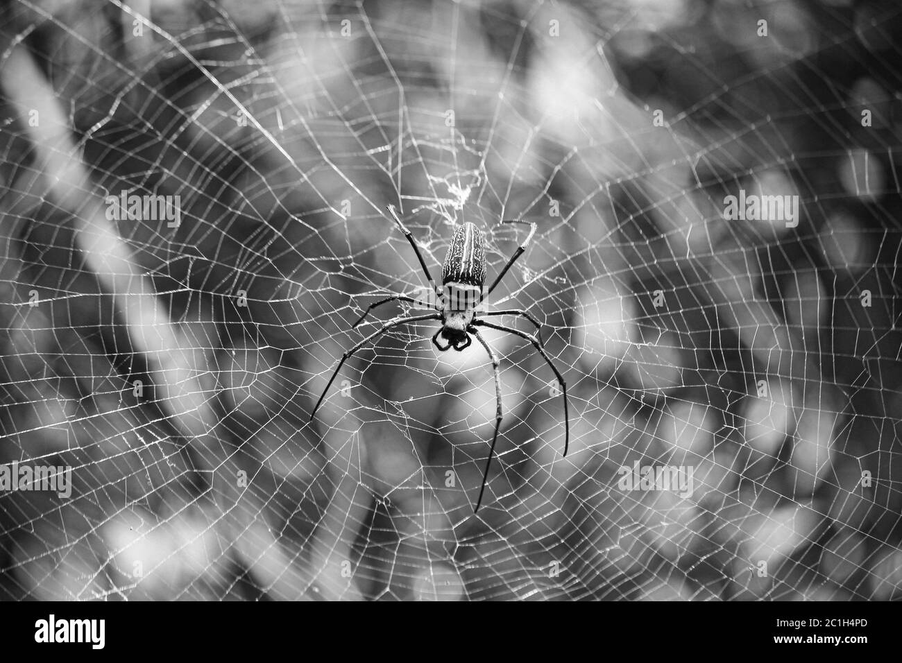 Makro Nahaufnahme Detail der Spinne Nephilinae Netz, schwarz-weiß Natur Hintergrund. Spinne im Netz Stockfoto