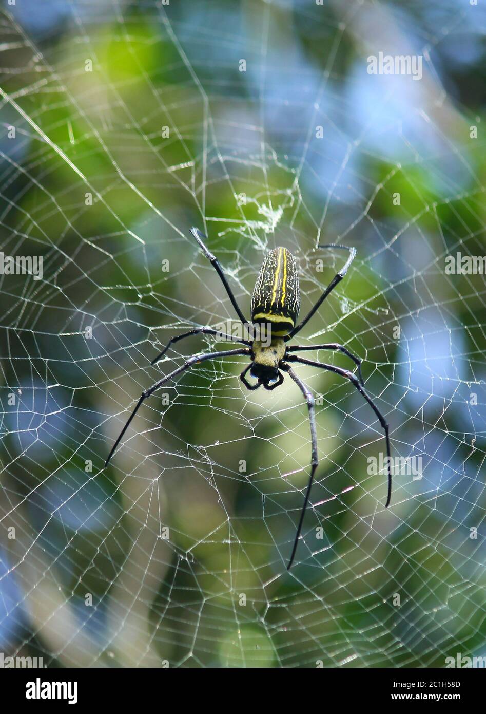 Makro Nahaufnahme Detail der Spinne Nephilinae Netz, bunt lebendig von weiß gelb orange rot grau und schwarz Farbe mit Natur Hintergrund. Spinne sitzend Stockfoto