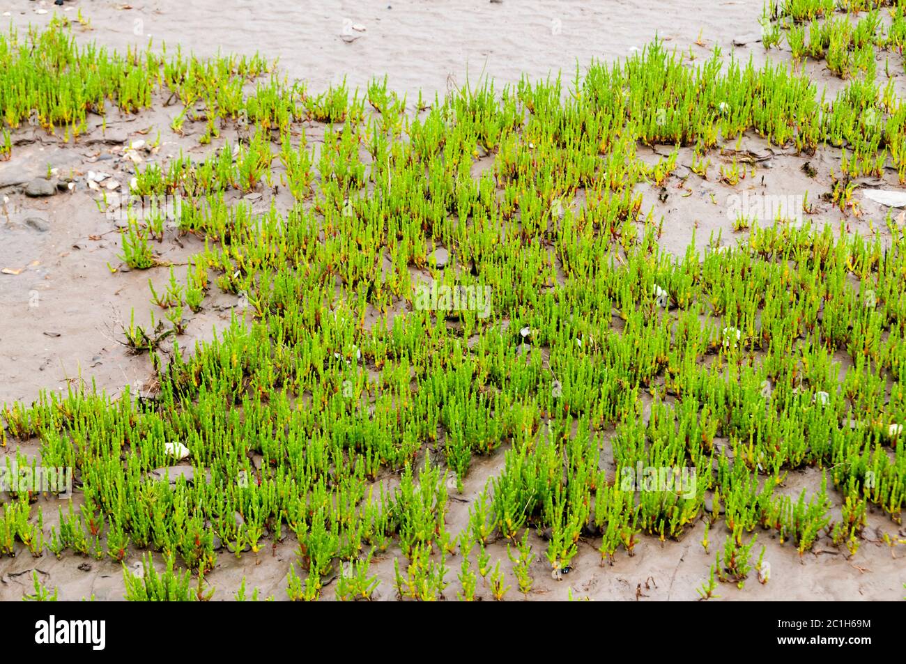 Samphire (ausgesprochen SAM fer in Norfolk), Salicornia europaea, wächst an den Ufern des Wash. Stockfoto