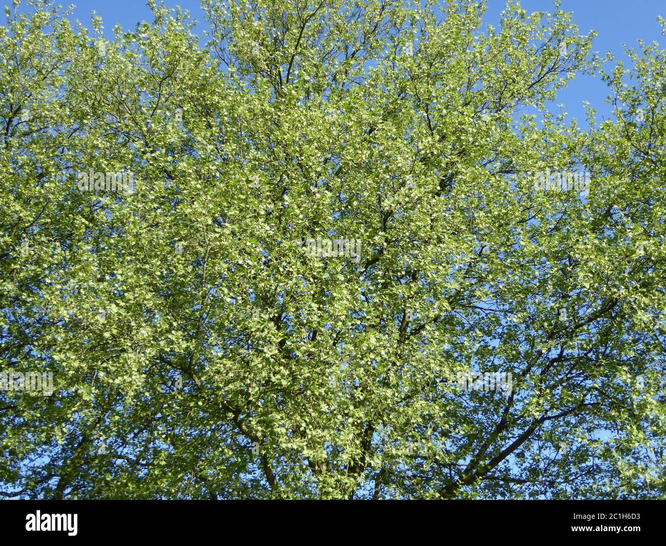 Grüne Blätter und blauer Himmel Stockfoto