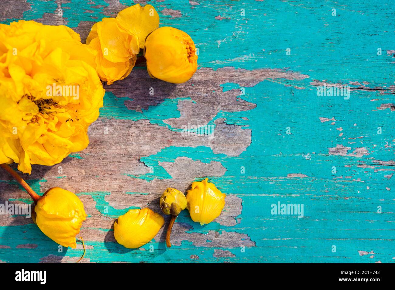Gelbe Seidenbaumblumen auf Holztisch Stockfoto
