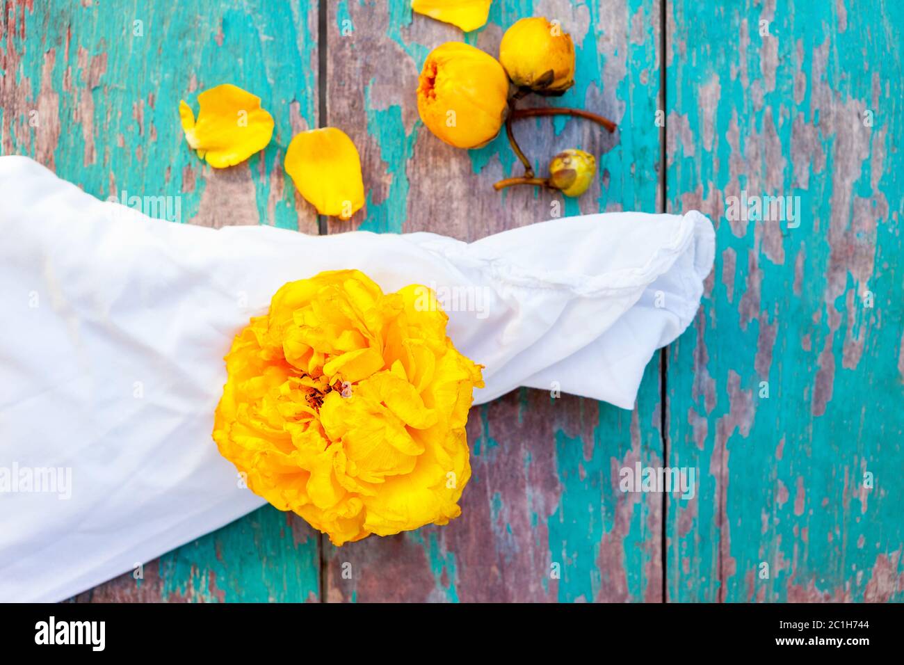 Gelbe Seide Baumwolle Baum Blumen mit Tuch Stockfoto