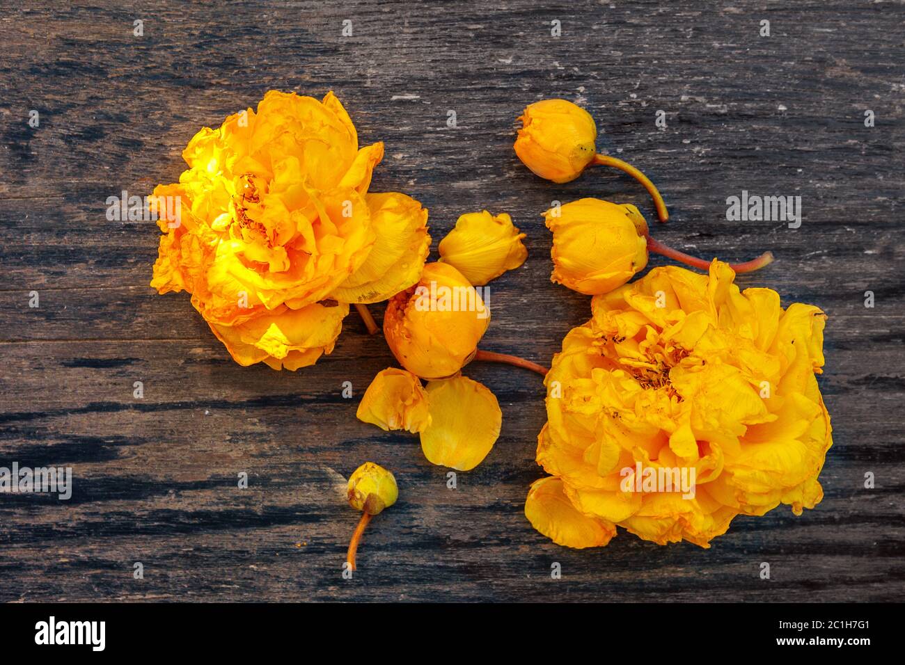 Gelbe Seide Baumwolle Baumblumen. Stockfoto