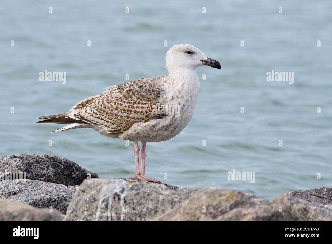 Europäische Heringsmöwe im Herbst an der ostsee Stockfoto