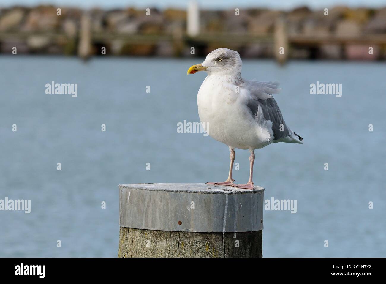 Europäische Heringsmöwe im Herbst an der ostsee Stockfoto