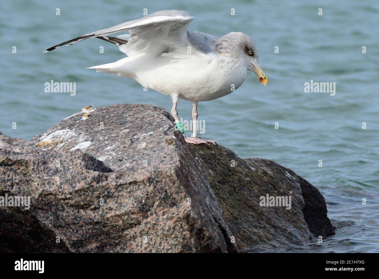 Europäische Heringsmöwe im Herbst an der ostsee Stockfoto