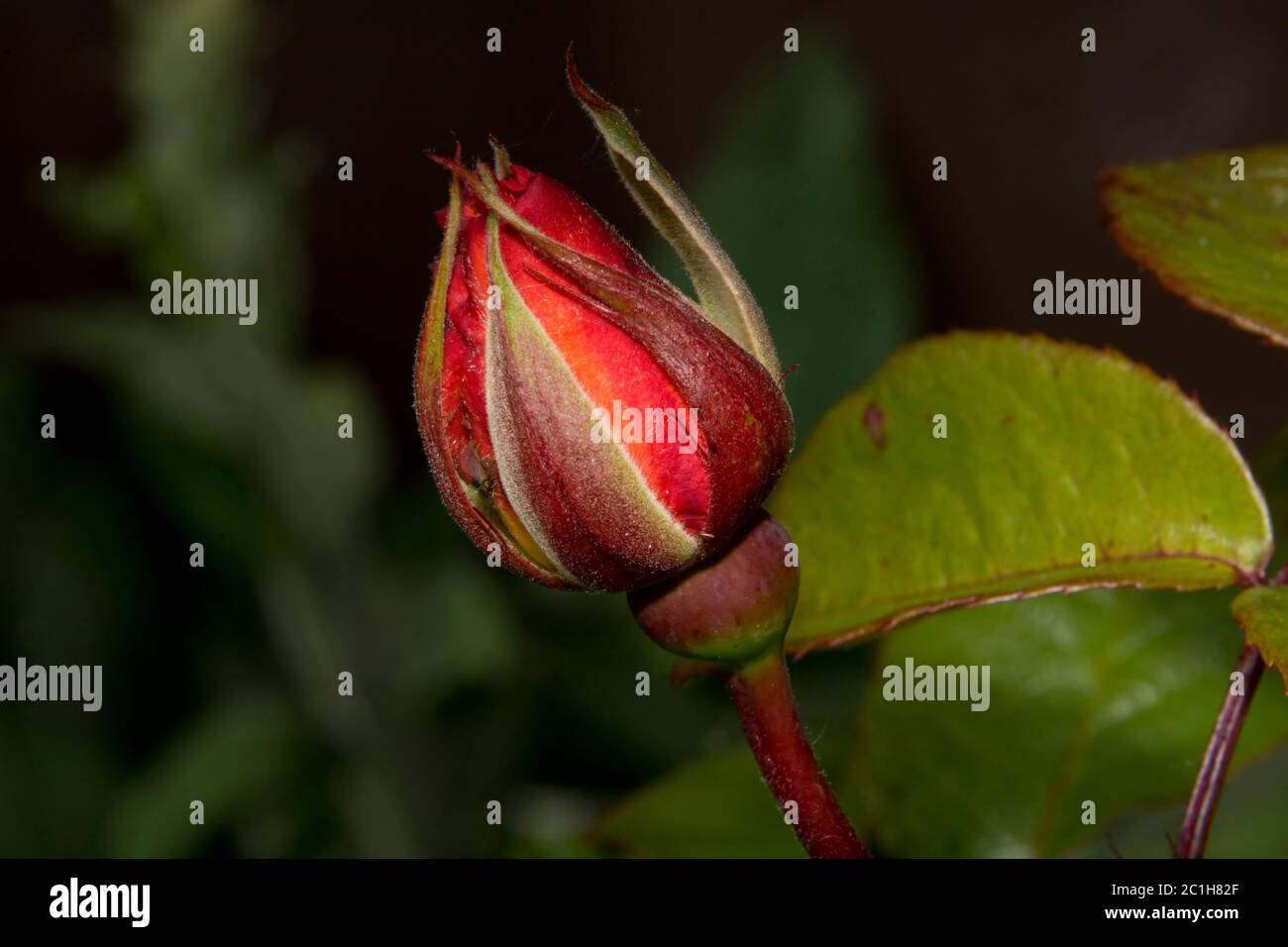 Rote Rose Knospe Stockfoto
