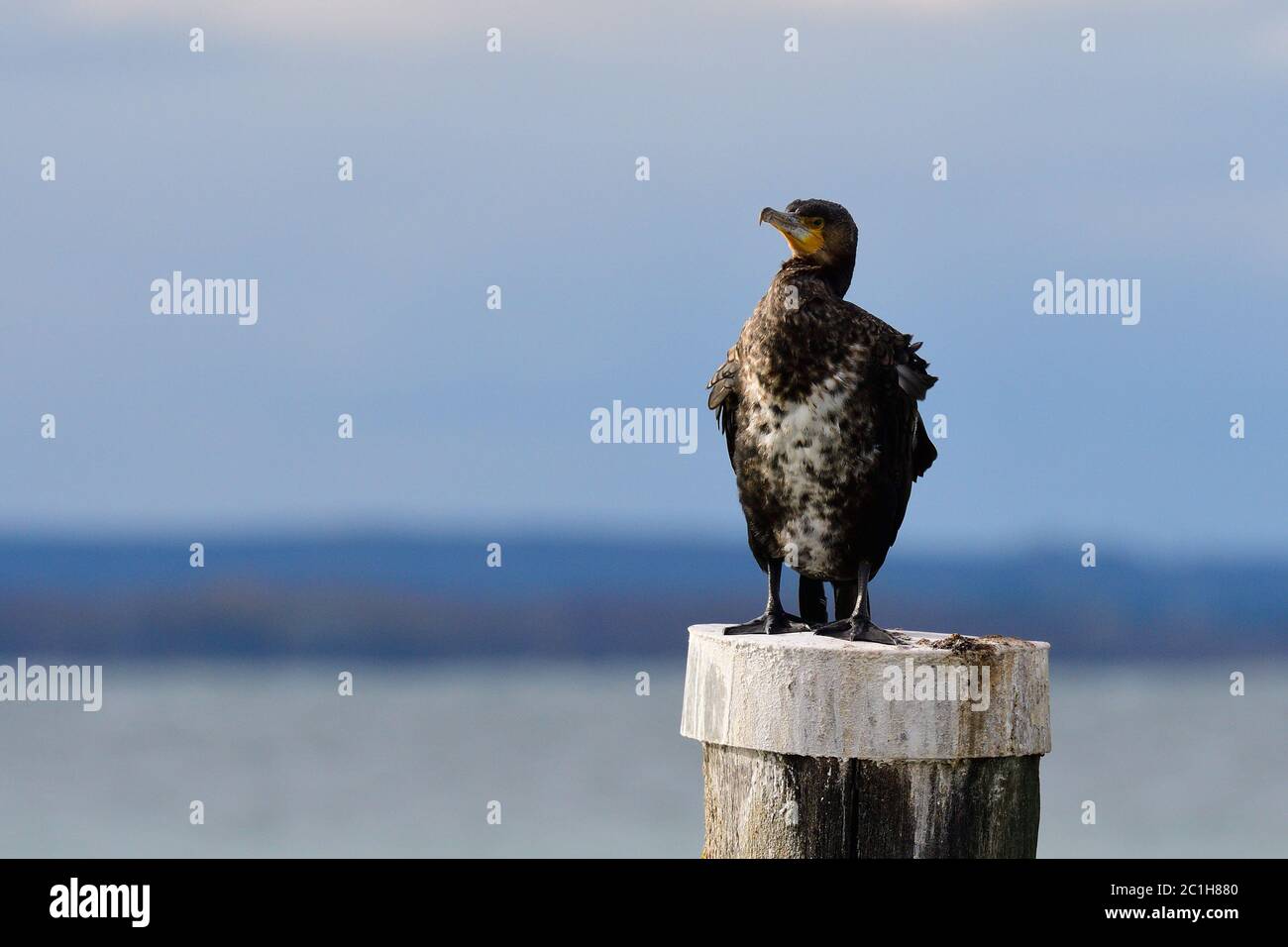Großer Kormoran im Herbst an der ostsee Stockfoto