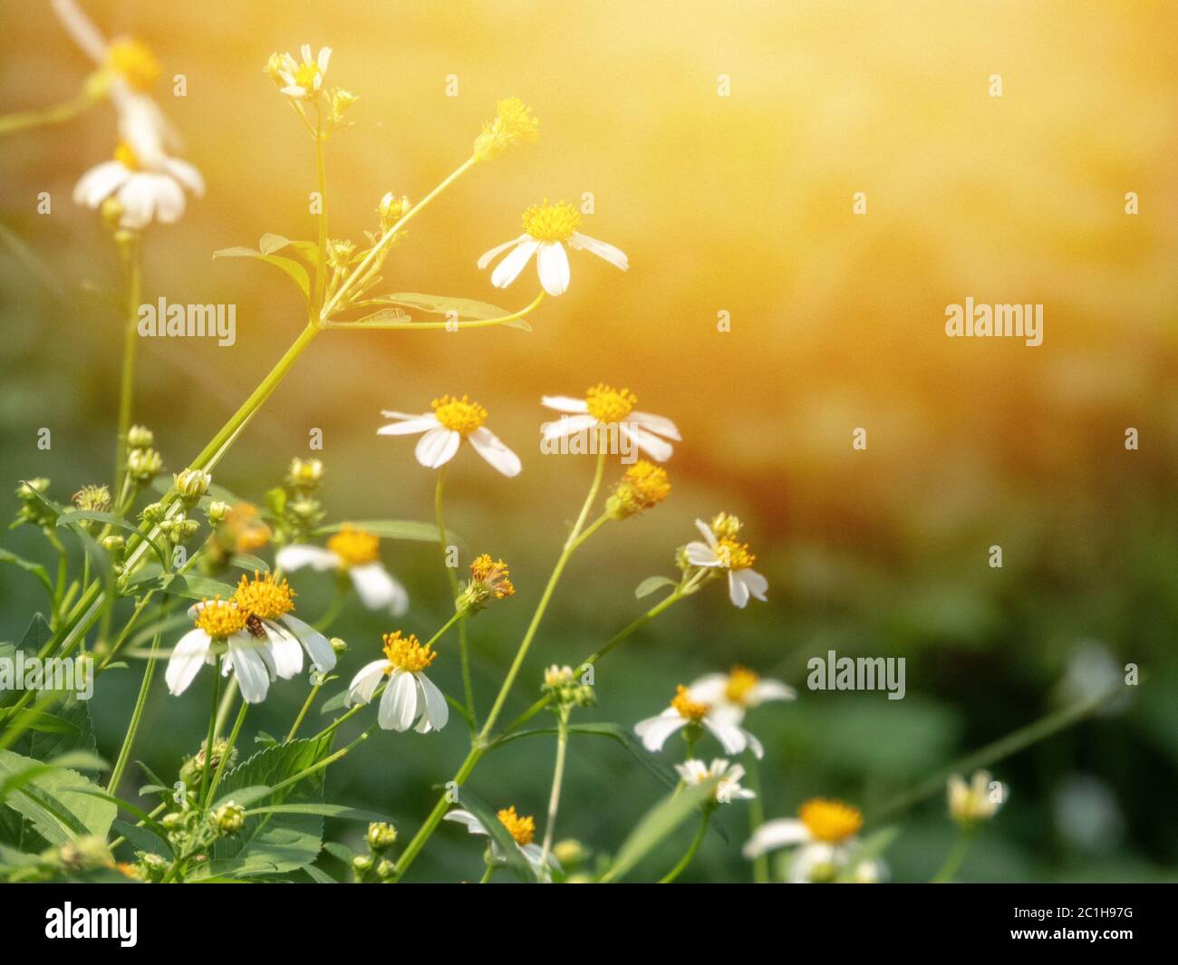 Verschwommenes Foto von wilden Kamillenblüten auf einem Feld an einem sonnigen Tag. Unscharfer Hintergrund Stockfoto