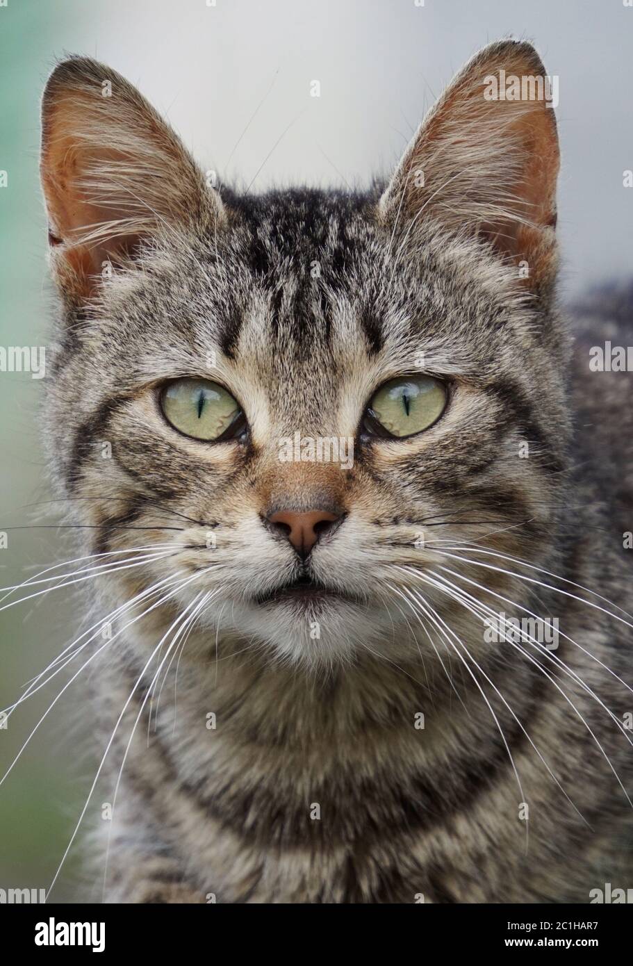 Kätzchen-Katzenportrait auf der Straße Stockfoto