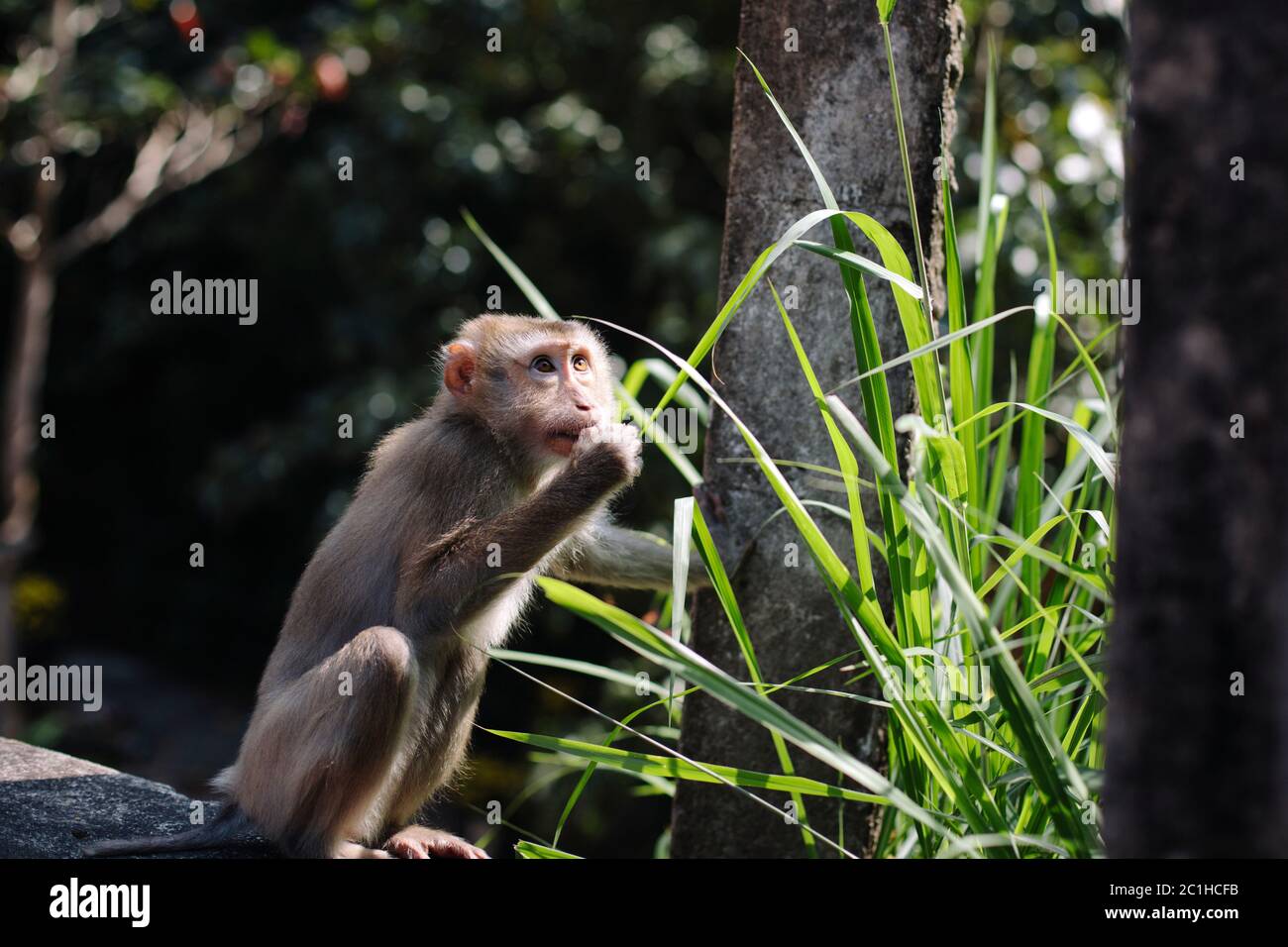 Ein wilder Affe, der Blätter in Da Nang, Vietnam, frisst Stockfoto