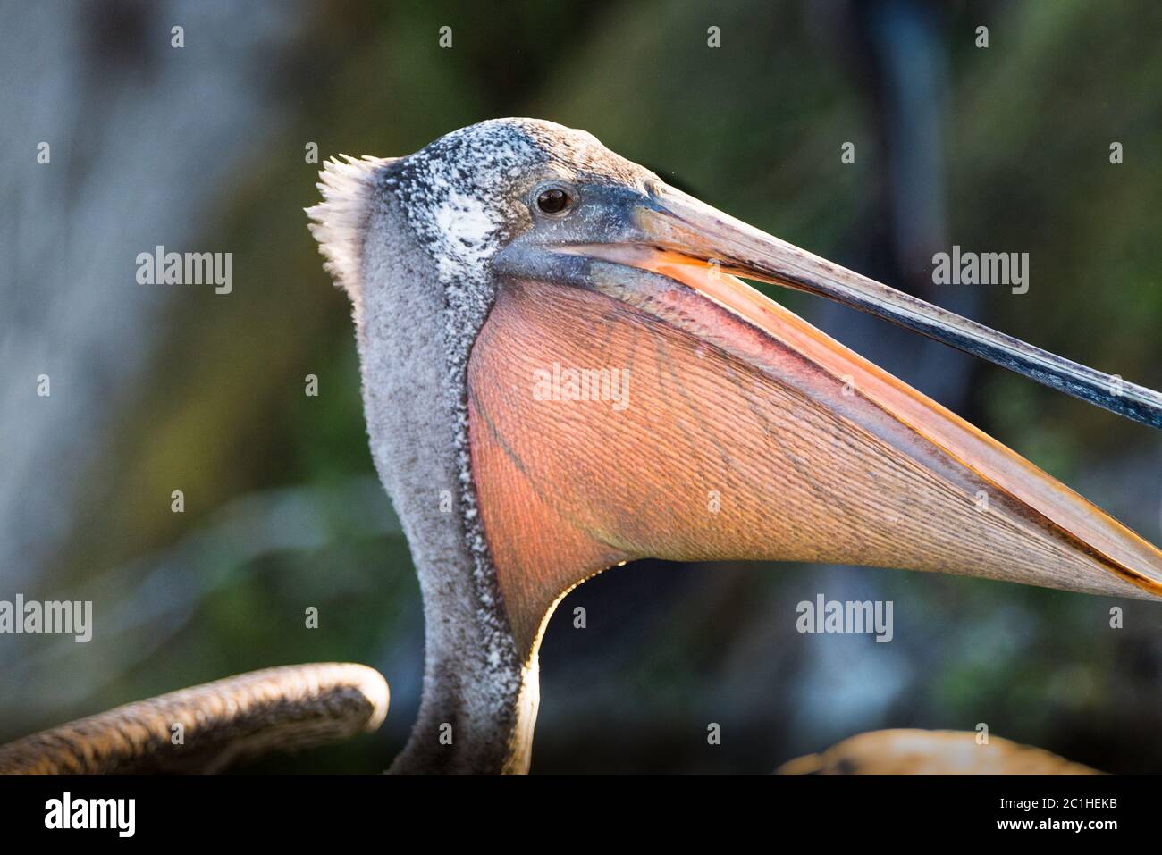Brown Pelican Close Up zeigt seine Kehltasche Stockfoto