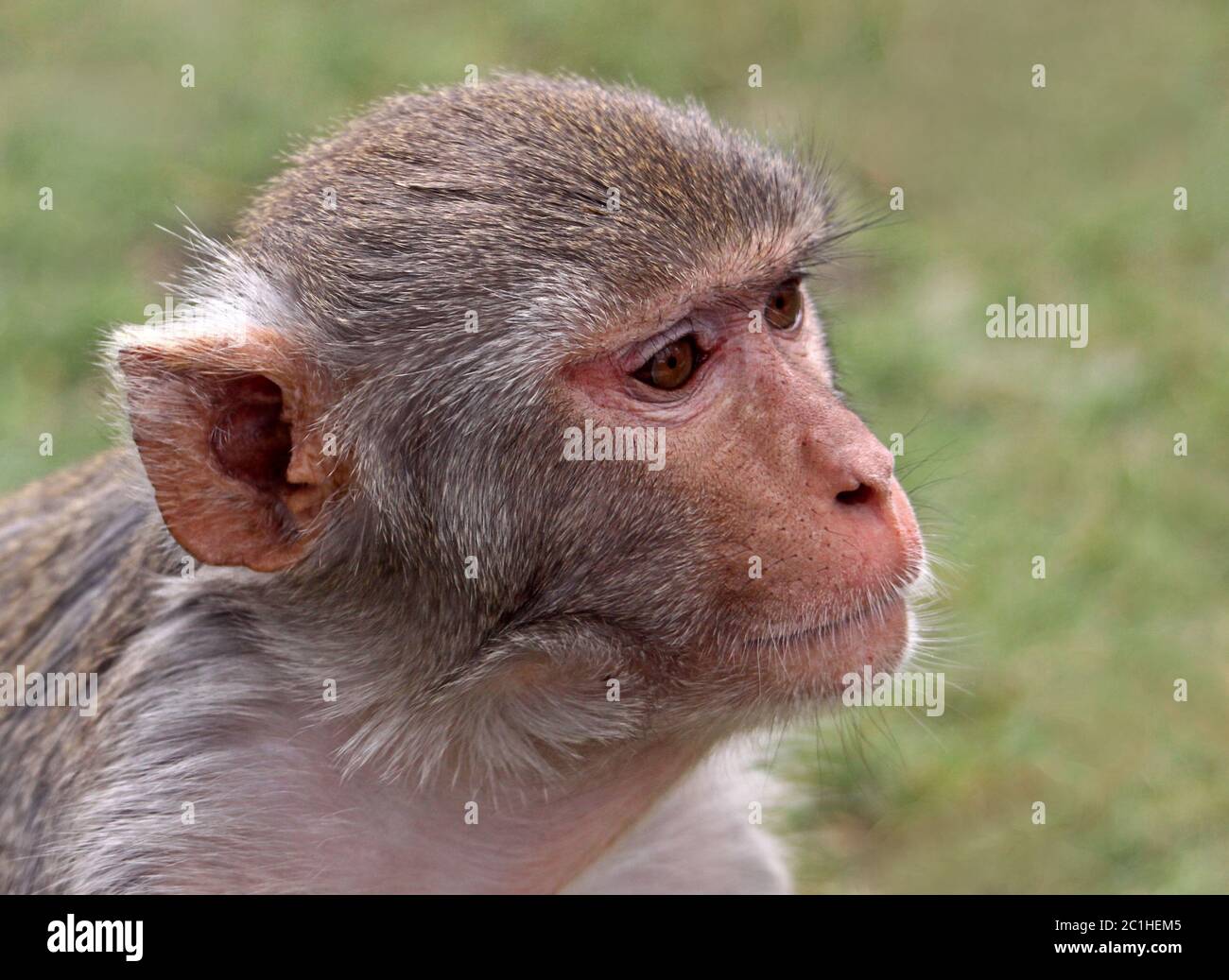 Rhesusaffe Macaca mulatta im Porträt Stockfoto