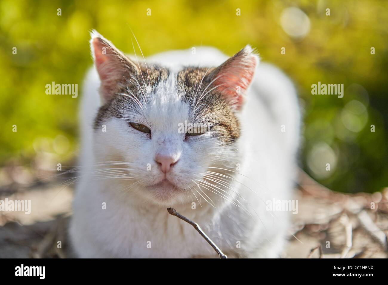 Ein streunendes Tier auf dem Land, eine weiße Katze ruht auf dem Hintergrund des Rasens. Stockfoto