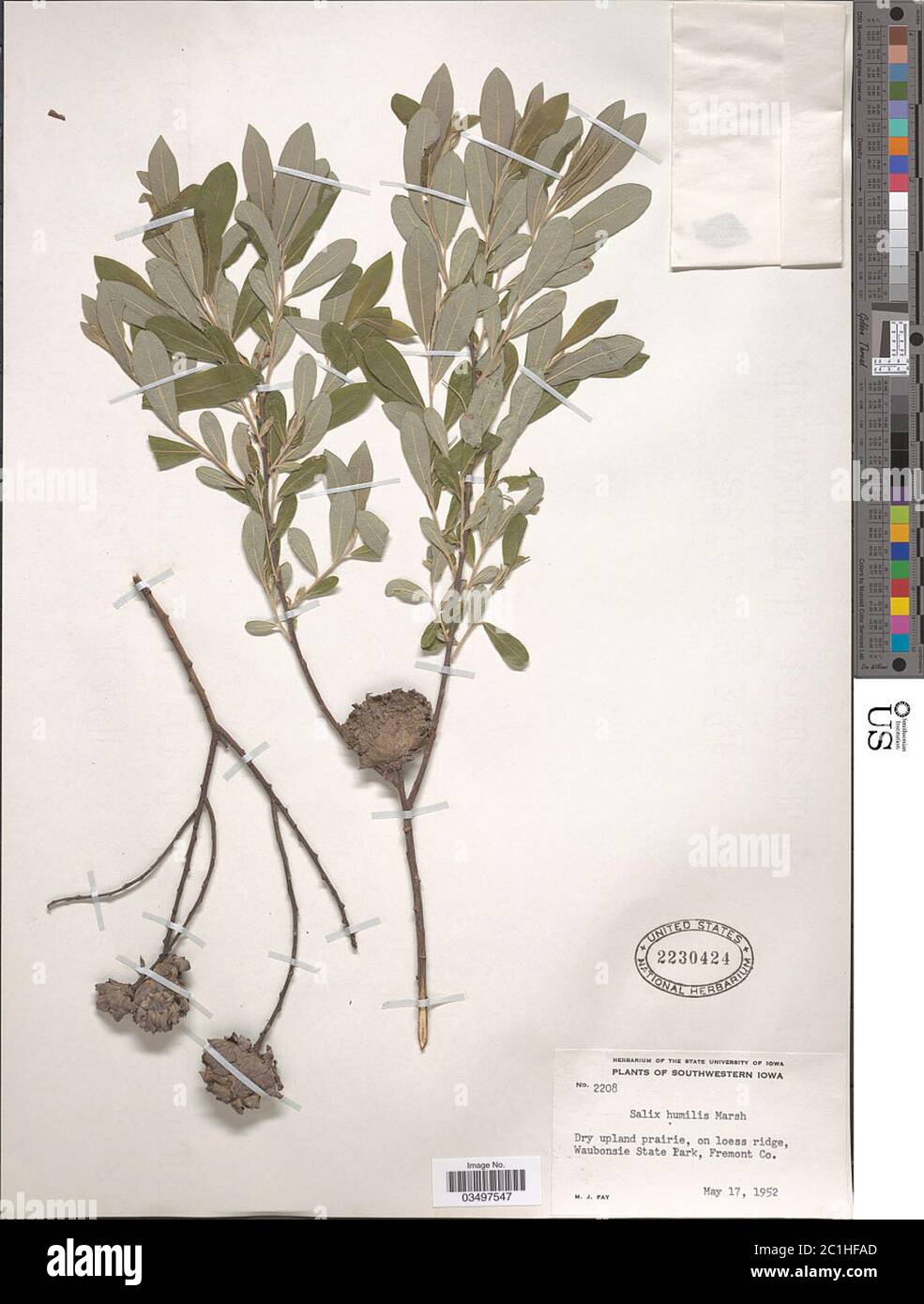 Salix humiis Marshall Salix humiis Marshall. Stockfoto