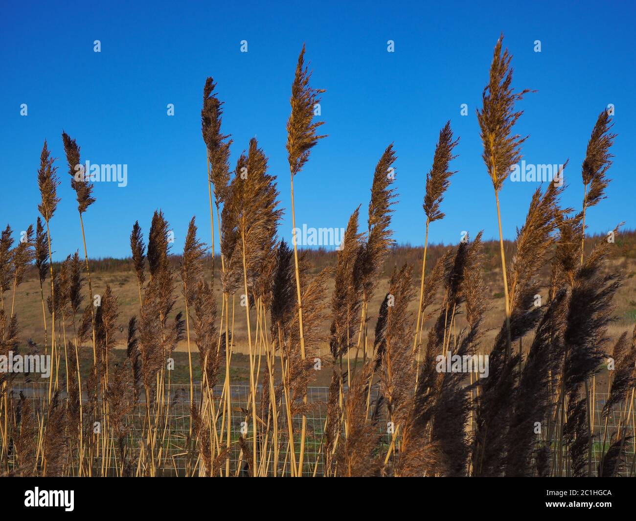 Saatköpfe aus Schilf in goldenem Winterlicht mit einem klaren blauen Himmel Stockfoto