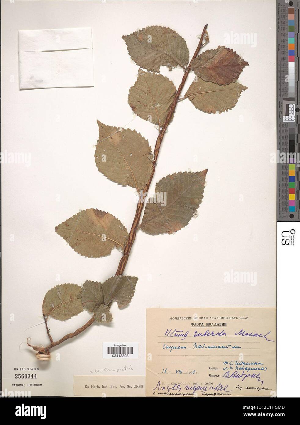 Ulmus glabra Huds Ulmus glabra Huds. Stockfoto