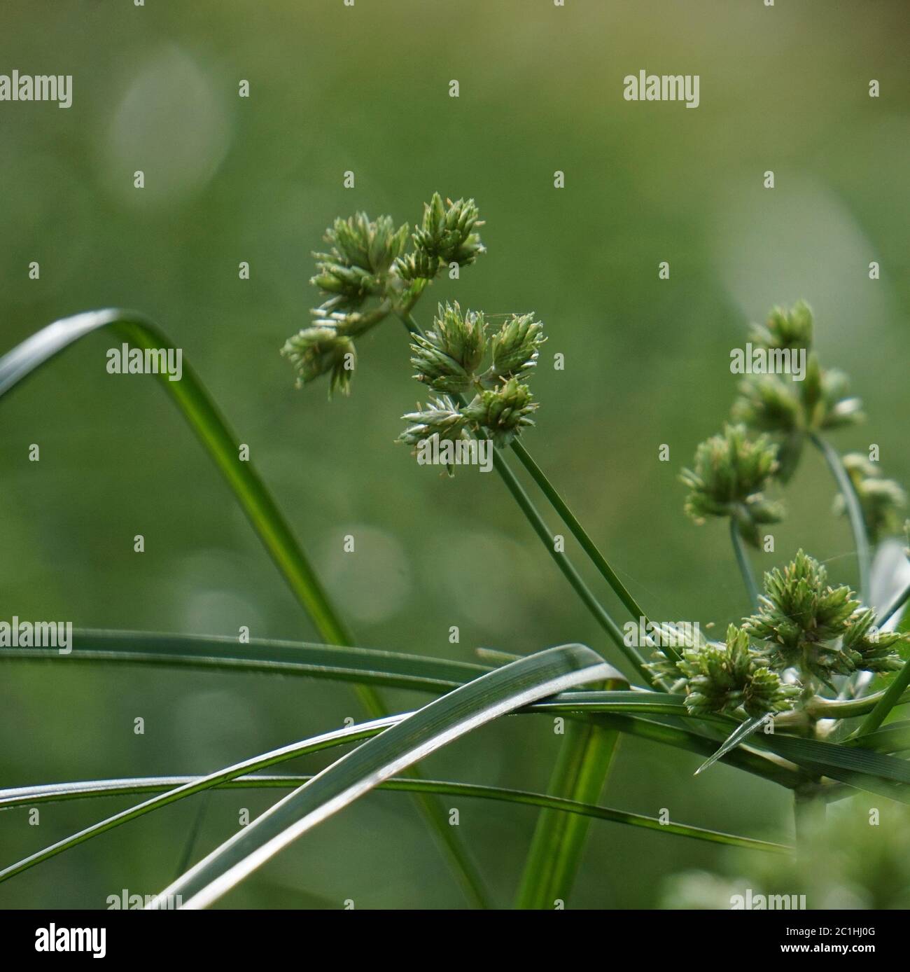 Grüne Blume Pflanze im Garten Stockfoto