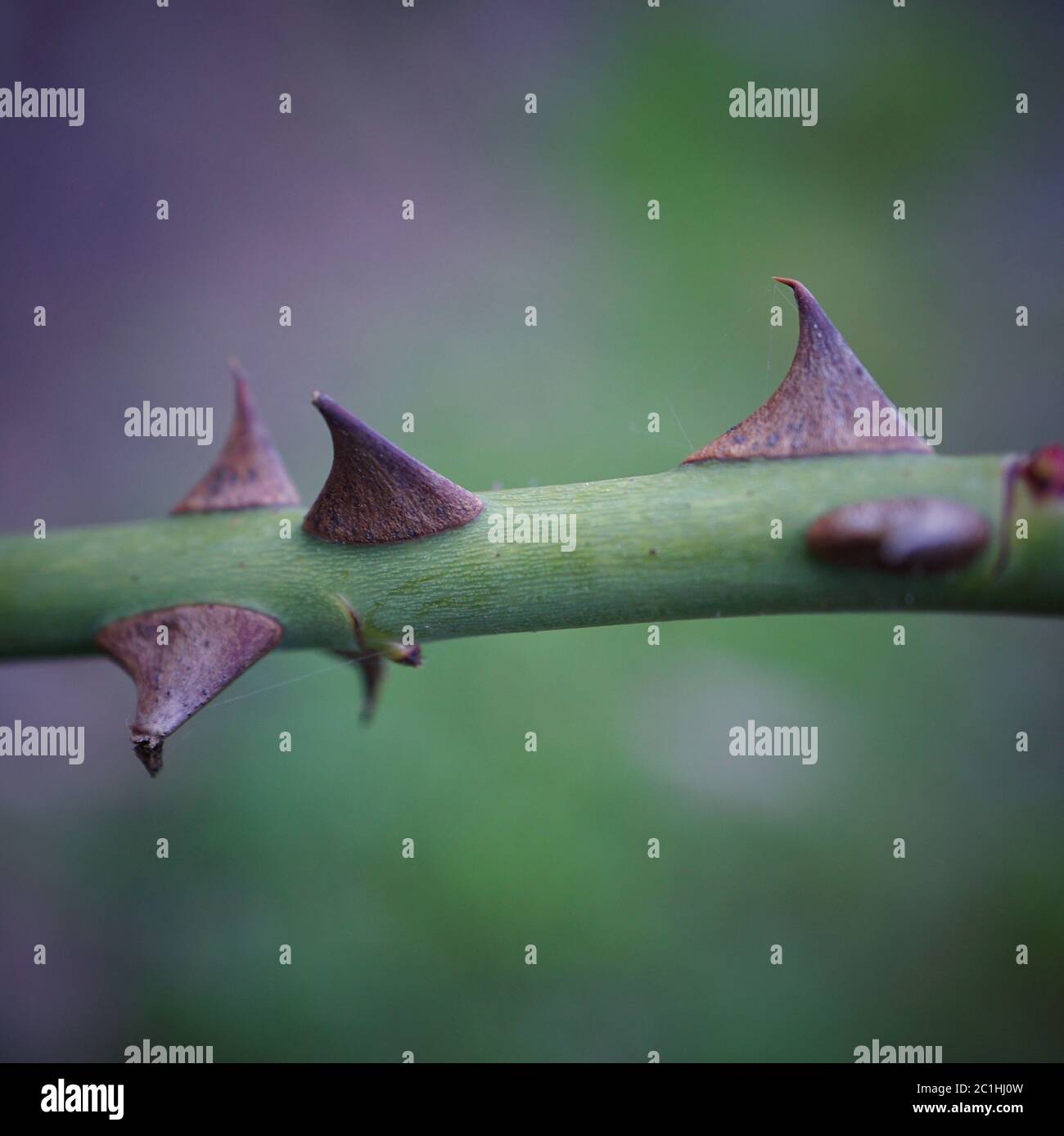 Grüne Blume Pflanze im Garten Stockfoto