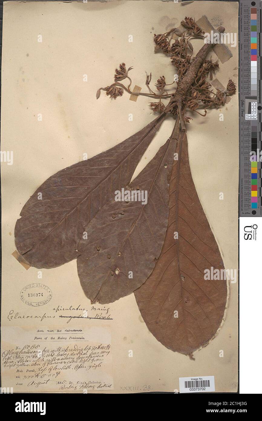 Elaeocarpus apiculatus Mast Elaeocarpus apiculatus Mast. Stockfoto